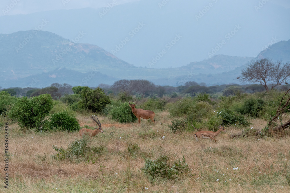 Bawolec krowi (alcelaphus buselaphus), rozglądający się po sawannie i Grant's gazelle (Nanger granti) mała, szybka antylopa w Park Narodowy Tsavo East i rezerwat wzgórz Taita, Afryka