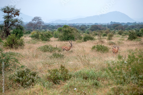 Obraz na płótnie Grant's gazelle (Nanger granti) mała, szybka antylopa z afrykańskiej sawanny, małe stado wypasające się na sawannie, Park Narodowy Tsavo i rezerwat wzgórz Taita, Kenia w salonie