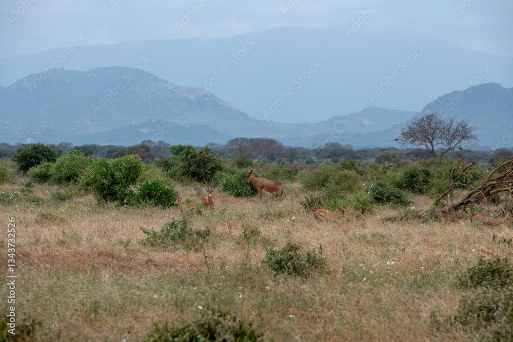 Bawolec krowi (alcelaphus buselaphus), rozglądający się po sawannie i Grant's gazelle (Nanger granti) mała, szybka antylopa w Park Narodowy Tsavo East i rezerwat wzgórz Taita, Afryka