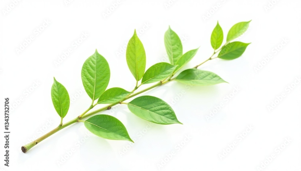 Single branch with delicate leaves isolated on white background, white, leaf, green Single branch with delicate leaves isolated on white background, white, leaf, green