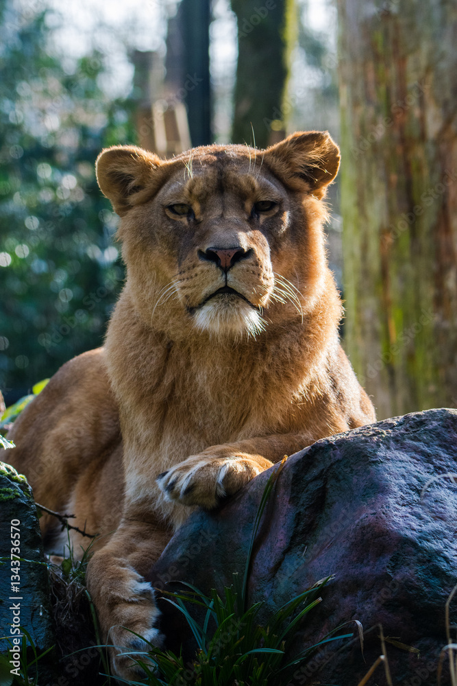 Obraz premium Elegant Lioness Posing in Natural Light 