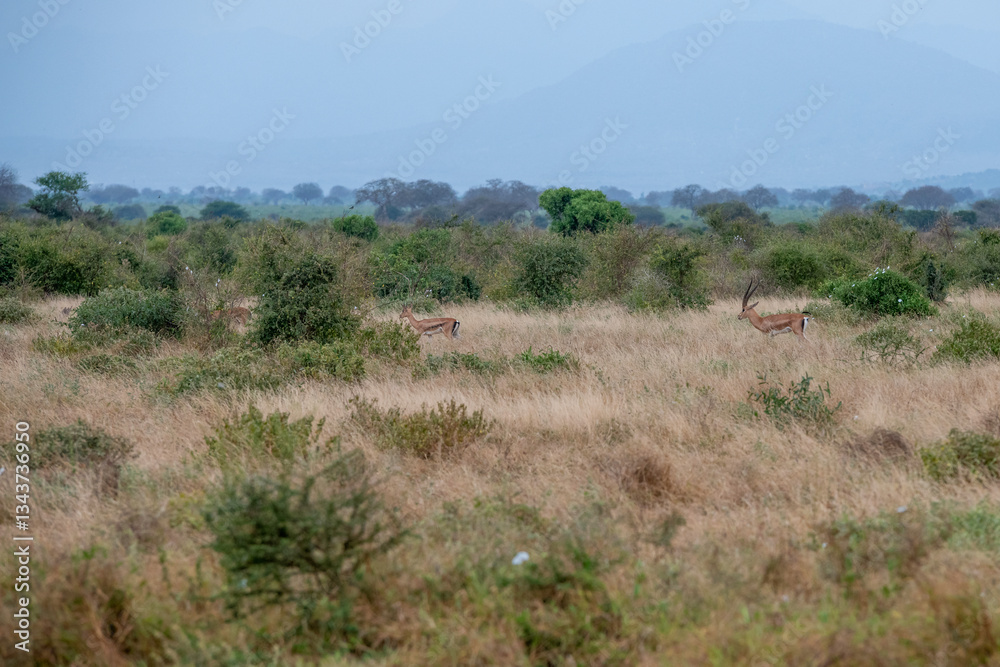 Grant's gazelle (Nanger granti) mała, szybka antylopa z afrykańskiej sawanny, małe stado wypasające się na sawannie, Park Narodowy Tsavo i rezerwat wzgórz Taita, Kenia