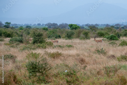 Obraz na płótnie Grant's gazelle (Nanger granti) mała, szybka antylopa z afrykańskiej sawanny, małe stado wypasające się na sawannie, Park Narodowy Tsavo i rezerwat wzgórz Taita, Kenia w salonie