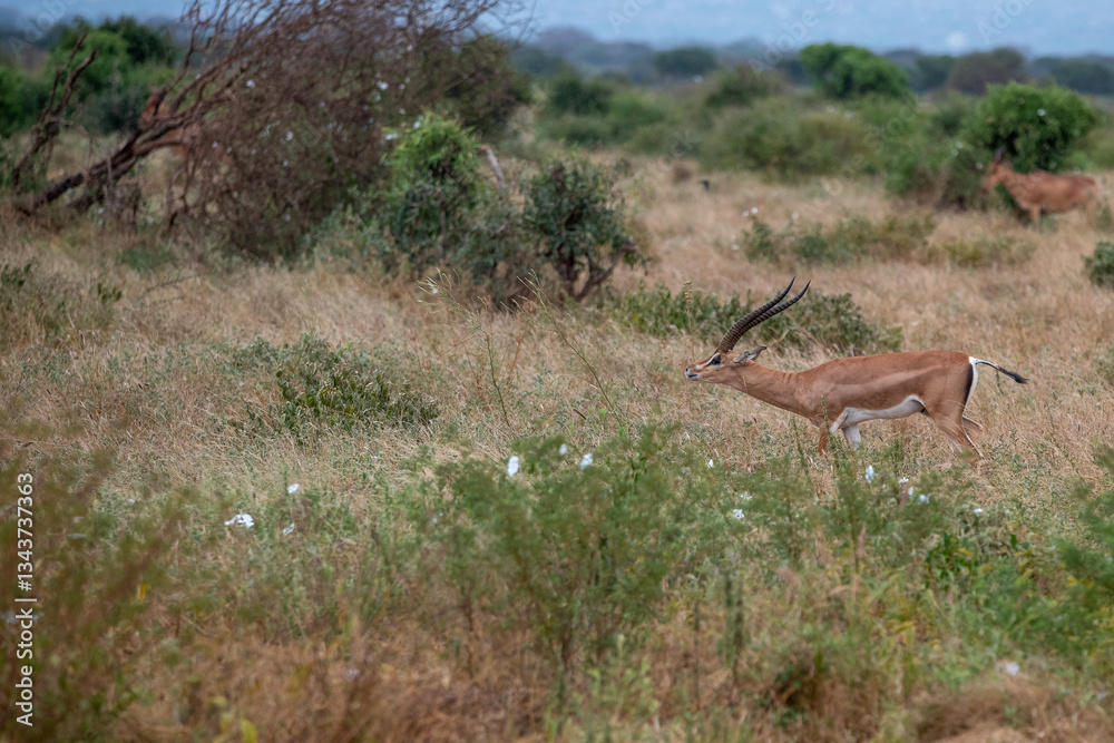 Grant's gazelle (Nanger granti), piękny samiec z ogromnymi rogami spacerujący na sawannie w Park Narodowy Tsavo i rezerwat wzgórz Taita, Kenia
