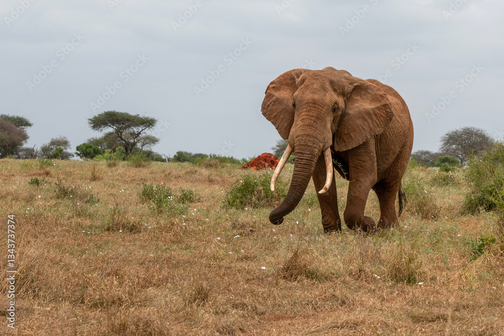 Obraz premium Słoń afrykański (Loxodonta africana), ogromny samiec z wielkimi kłami pasący się na sawannie w Park Narodowy Tsavo East, Kenia, Afryka