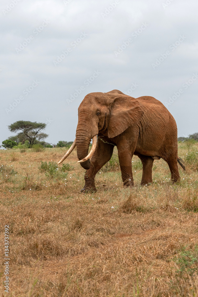 Słoń afrykański (Loxodonta africana), ogromny samiec z wielkimi kłami pasący się na sawannie w Park Narodowy Tsavo East, Kenia, Afryka Słoń afrykański (Loxodonta africana), ogromny samiec z wielkimi kłami pasący się na sawannie w Park Narodowy Tsavo East, Kenia, Afryka