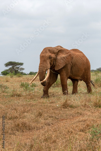 Obraz na płótnie Słoń afrykański (Loxodonta africana), ogromny samiec z wielkimi kłami pasący się na sawannie w Park Narodowy Tsavo East, Kenia, Afryka w salonie