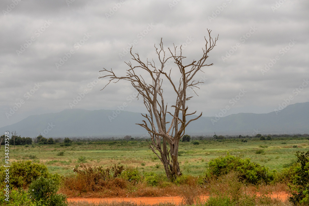pochmurny dzień, samotne usychające drzewo rosnące na sawannie, Park Narodowy Tsavo i rezerwat wzgórz Taita, Kenia, Afryka