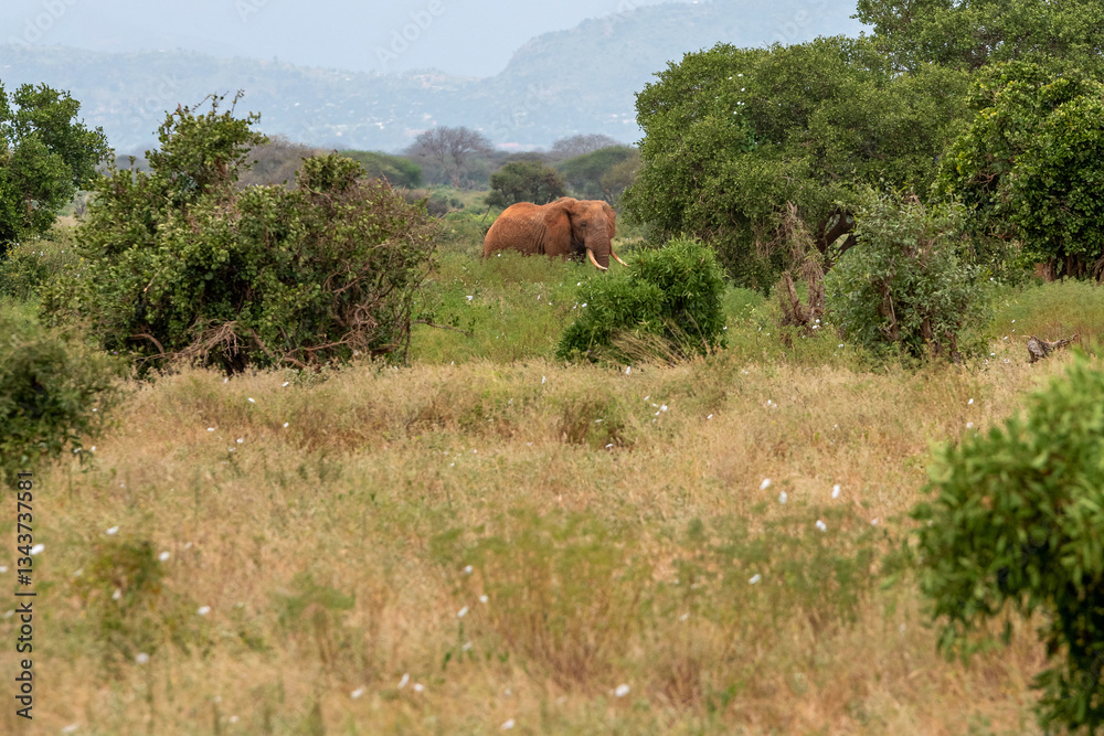 Słoń afrykański (Loxodonta africana), młody samiec z wielkimi kłami pasący się w bujnej roślinności w Park Narodowy Tsavo East i rezerwat wzgórz Taita, Afryka