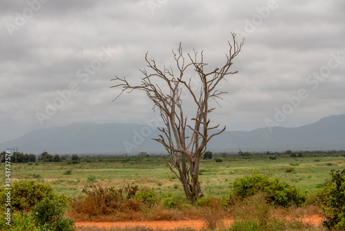 Obraz na płótnie pochmurny dzień, samotne usychające drzewo rosnące na sawannie, Park Narodowy Tsavo i rezerwat wzgórz Taita, Kenia, Afryka w salonie