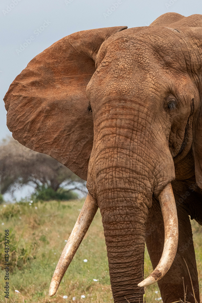 Słoń afrykański (Loxodonta africana), ogromny samiec z wielkimi kłami pasący się na sawannie w Park Narodowy Tsavo East, Kenia, Afryka