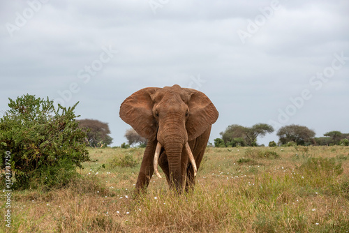  Słoń afrykański (Loxodonta africana), ogromny samiec z wielkimi kłami pasący się na sawannie w Park Narodowy Tsavo East, Kenia, Afryka