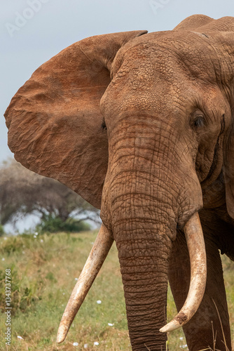 Obraz na płótnie Słoń afrykański (Loxodonta africana), ogromny samiec z wielkimi kłami pasący się na sawannie w Park Narodowy Tsavo East, Kenia, Afryka w salonie
