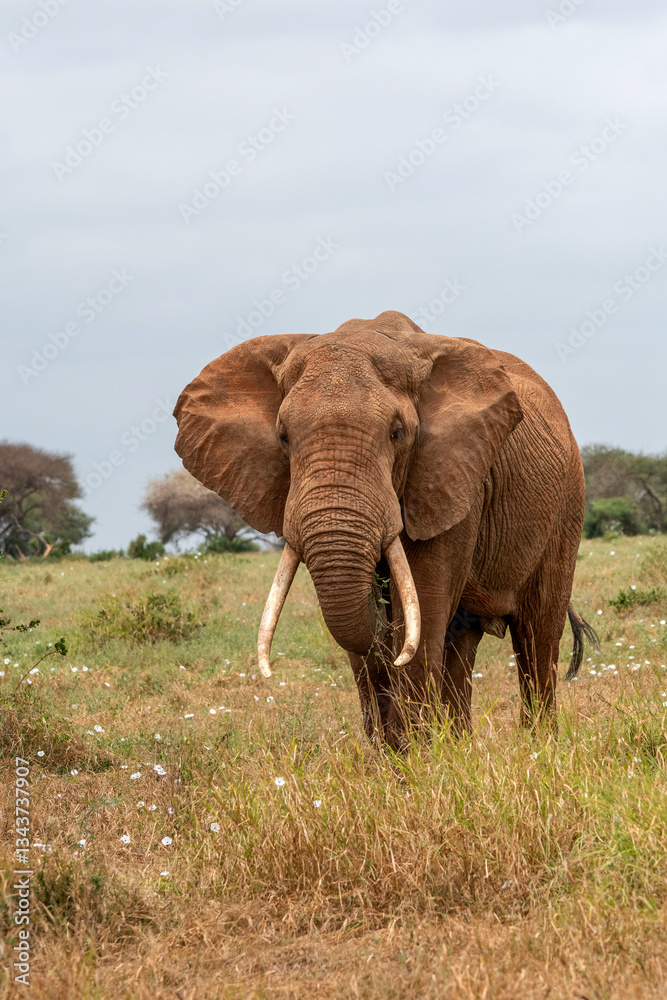 Słoń afrykański (Loxodonta africana), ogromny samiec z wielkimi kłami pasący się na sawannie w Park Narodowy Tsavo East, Kenia, Afryka
