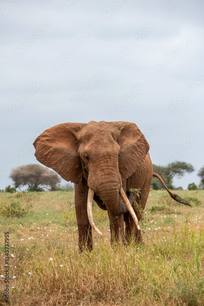 Fototapeta premium Słoń afrykański (Loxodonta africana), ogromny samiec z wielkimi kłami pasący się na sawannie w Park Narodowy Tsavo East, Kenia, Afryka