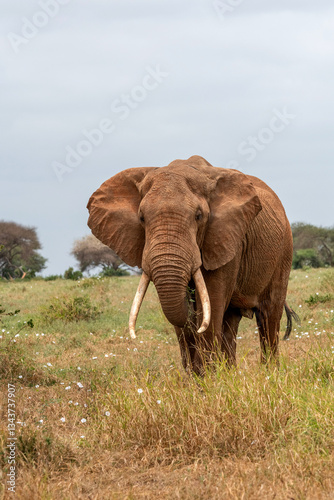 Obraz na płótnie Słoń afrykański (Loxodonta africana), ogromny samiec z wielkimi kłami pasący się na sawannie w Park Narodowy Tsavo East, Kenia, Afryka w salonie