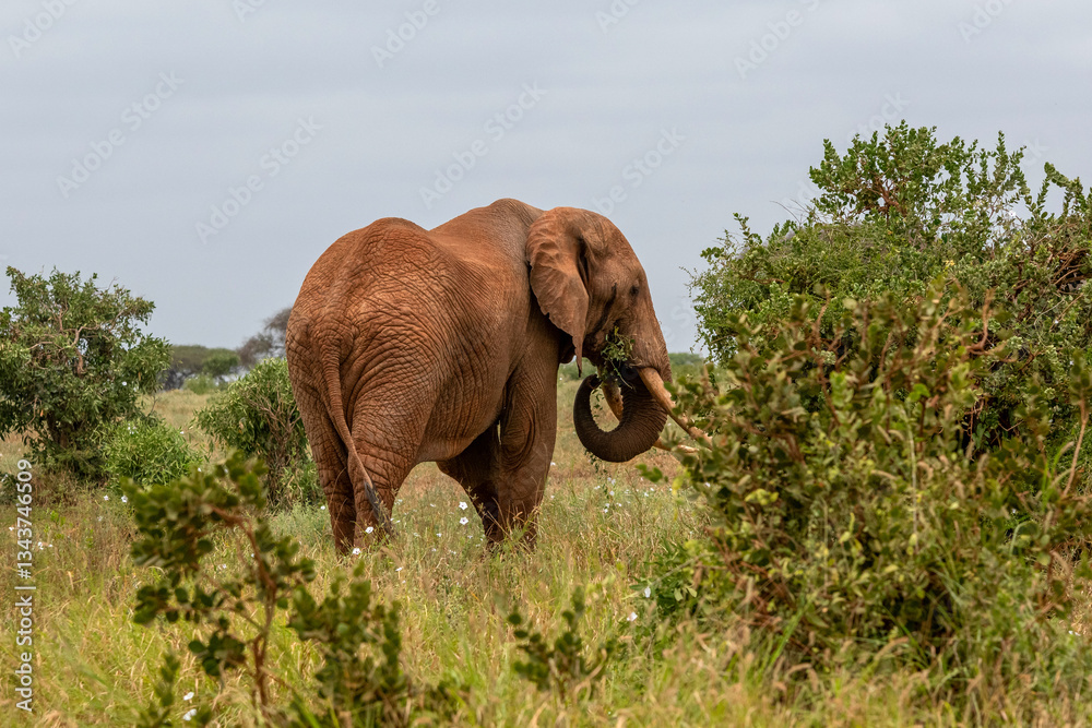 Słoń afrykański (Loxodonta africana), ogromny samiec z wielkimi kłami pasący się na sawannie w Park Narodowy Tsavo East, Kenia, Afryka