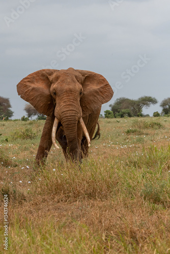 Obraz na płótnie Słoń afrykański (Loxodonta africana), ogromny samiec z wielkimi kłami pasący się na sawannie w Park Narodowy Tsavo East, Kenia, Afryka w salonie