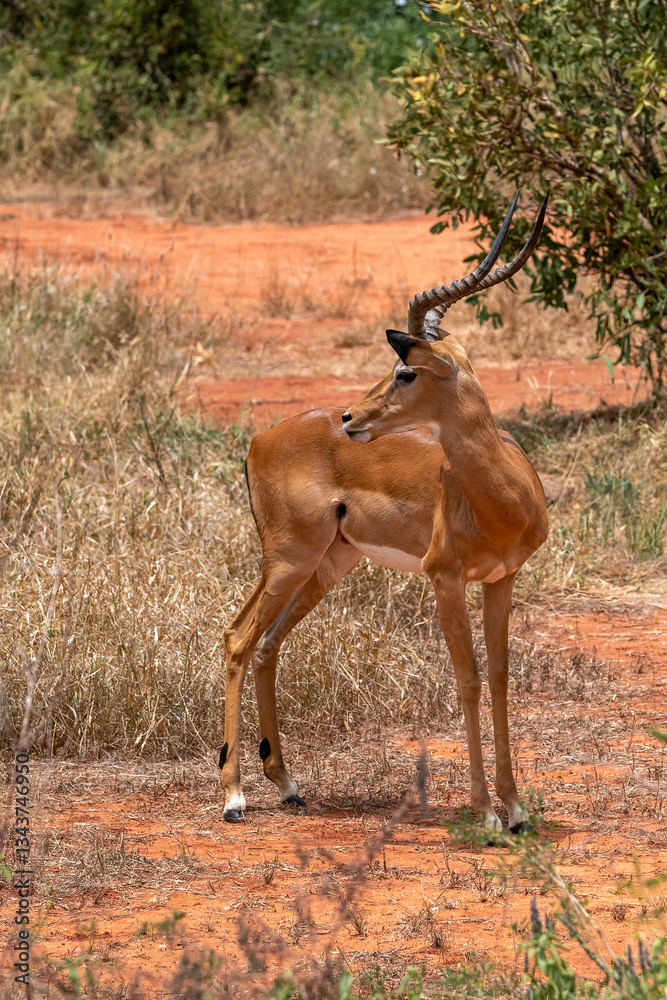 Impala - Aepyceros melampus, mała, szybka antylopa z afrykańskiej sawanny, Samiec z pięknym porożem, Park Narodowy Tsavo i rezerwat wzgórz Taita, Kenia, Afryka