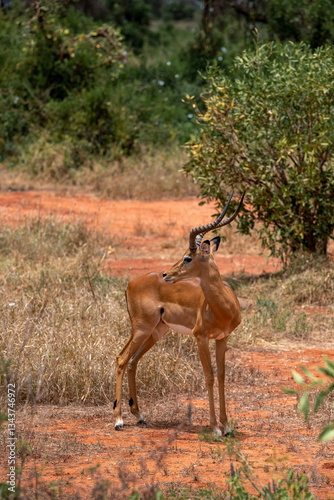 Fototapeta Naklejka Na Ścianę i Meble -   Impala - Aepyceros melampus, mała, szybka antylopa z afrykańskiej sawanny, Samiec z pięknym porożem, Park Narodowy Tsavo i rezerwat wzgórz Taita, Kenia, Afryka