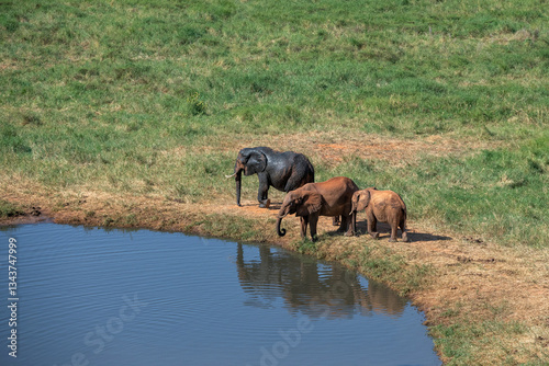 Słoń afrykański (Loxodonta africana), rodzina przy wodopoju na sawannie w Park Narodowy Tsavo East, Kenia, Afryka