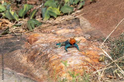 Agama (Agamidae) Bardzo kolorowy samiec jaszczurki, w pomarańczowym i niebieskim kolorze, pozuje na skale, Park Narodowy Tsavo i rezerwat wzgórz Taita, Kenia, Afryka