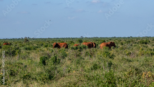 Słoń afrykański (Loxodonta africana), rodzina posilająca się miedzy krzewami na sawannie