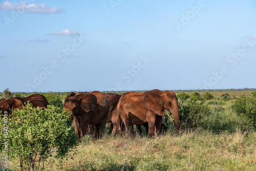Słoń afrykański (Loxodonta africana), rodzina posilająca się miedzy krzewami na sawannie photo