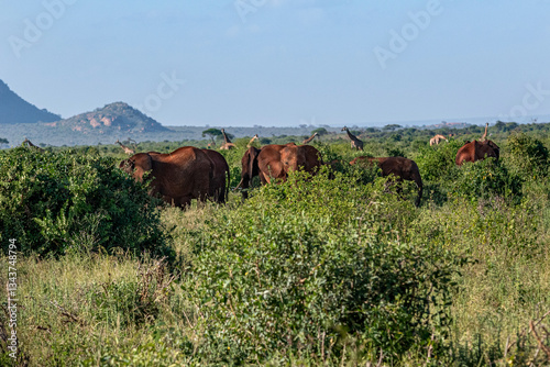 Słoń afrykański (Loxodonta africana), rodzina posilająca się miedzy krzewami na sawannie photo