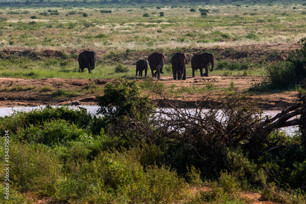 Słoń afrykański (Loxodonta africana), rodzina zmierzająca do wodopoju na sawannie w Park Narodowy Tsavo East, Kenia, Afryka