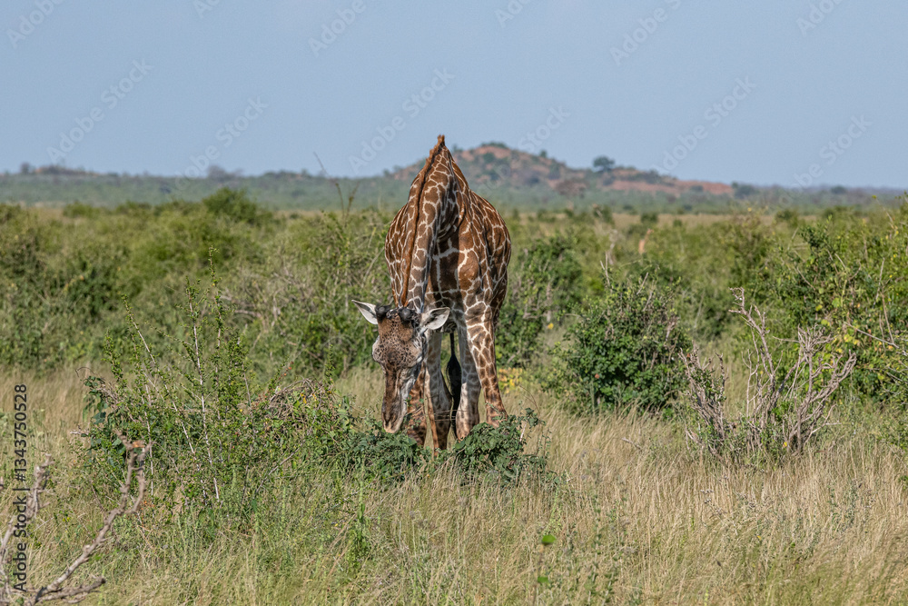 samotna Żyrafa (camelopaurdalis) posilająca się bujną roślinnością na sawannie, Park Narodowy Tsavo i rezerwat wzgórz Taita, Kenia, Afryka