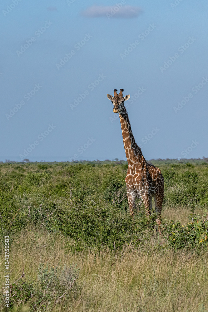samotna Żyrafa (camelopaurdalis) spacerująca pomiędzy krzewami na sawannie, Park Narodowy Tsavo i rezerwat wzgórz Taita, Kenia, Afryka