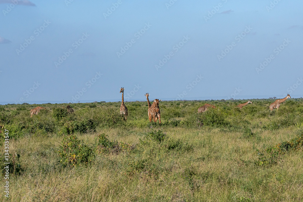 Żyrafa (camelopaurdalis) stado spacerujące pomiędzy krzewami na sawannie, Park Narodowy Tsavo i rezerwat wzgórz Taita, Kenia