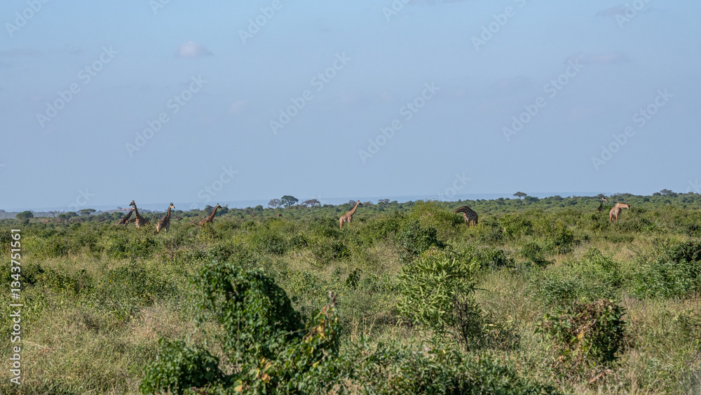 Żyrafa (camelopaurdalis) stado spacerujące pomiędzy drzewami i krzewami na sawannie, Park Narodowy Tsavo i rezerwat wzgórz Taita, Kenia