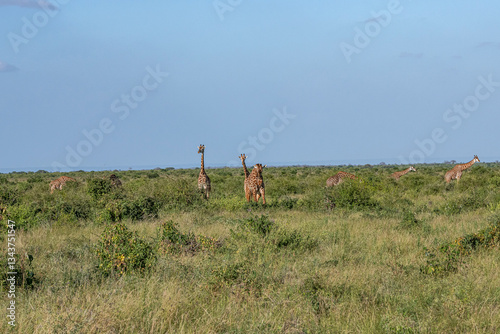 Obraz na płótnie Żyrafa (camelopaurdalis) stado spacerujące pomiędzy krzewami na sawannie, Park Narodowy Tsavo i rezerwat wzgórz Taita, Kenia w salonie