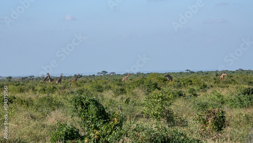 Obraz na płótnie Żyrafa (camelopaurdalis) stado spacerujące pomiędzy drzewami i krzewami na sawannie, Park Narodowy Tsavo i rezerwat wzgórz Taita, Kenia w salonie