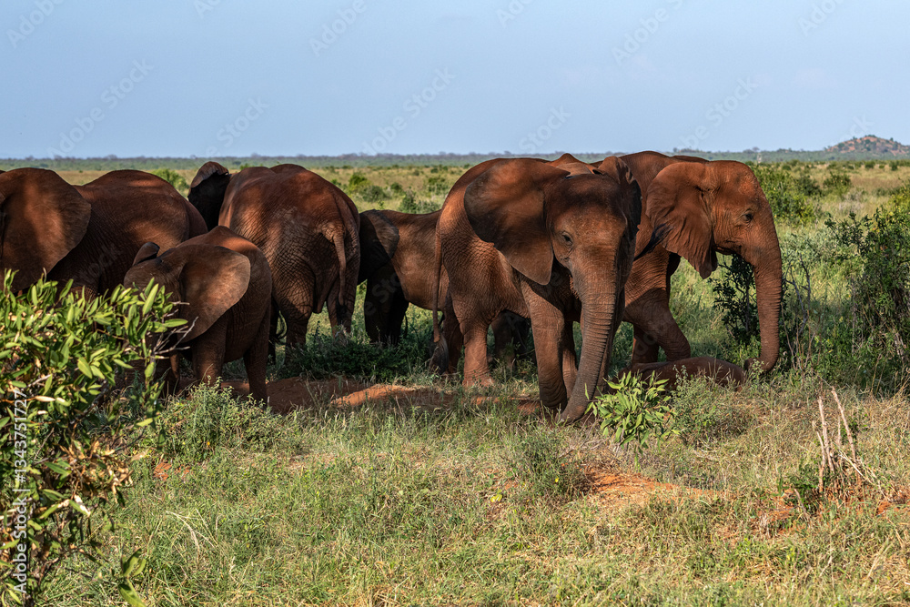 Słoń afrykański (Loxodonta africana), stado chroniące się w cieniu drzewna sawannie w Park Narodowy Tsavo East, Kenia, Afryka