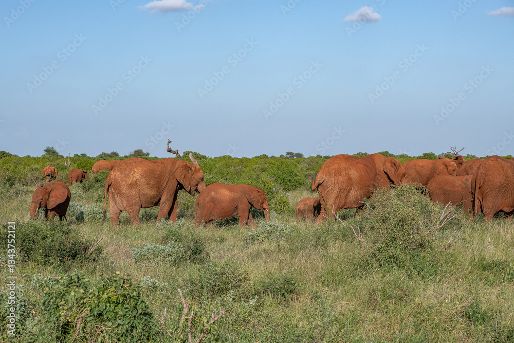 Słoń afrykański (Loxodonta africana), młode spacerujące wraz z dorosłymi na sawannie w Park Narodowy Tsavo East i rezerwat wzgórz Taita, Kenia, Afryka