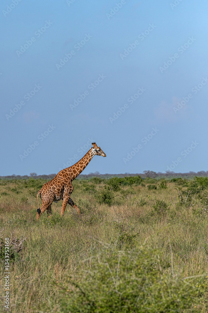 Żyrafa (camelopaurdalis) spacerująca pomiędzy krzewami na sawannie, Park Narodowy Tsavo i rezerwat wzgórz Taita, Kenia