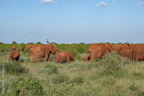 Obraz na płótnie Słoń afrykański (Loxodonta africana), młode spacerujące wraz z dorosłymi na sawannie w Park Narodowy Tsavo East i rezerwat wzgórz Taita, Kenia, Afryka w salonie