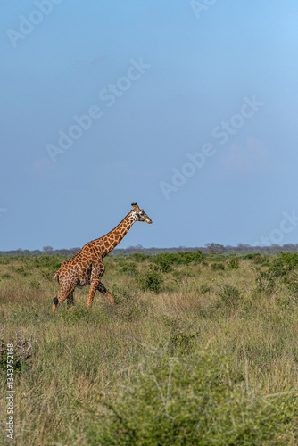 Obraz na płótnie Żyrafa (camelopaurdalis) spacerująca pomiędzy krzewami na sawannie, Park Narodowy Tsavo i rezerwat wzgórz Taita, Kenia w salonie