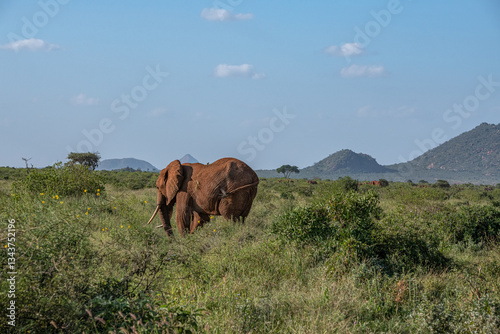 Słoń afrykański (Loxodonta africana), stado spacerujące pomiędzy drzewami i krzewami na sawannie w Park Narodowy Tsavo Easti rezerwat wzgórz Taita, Kenia, Afryka