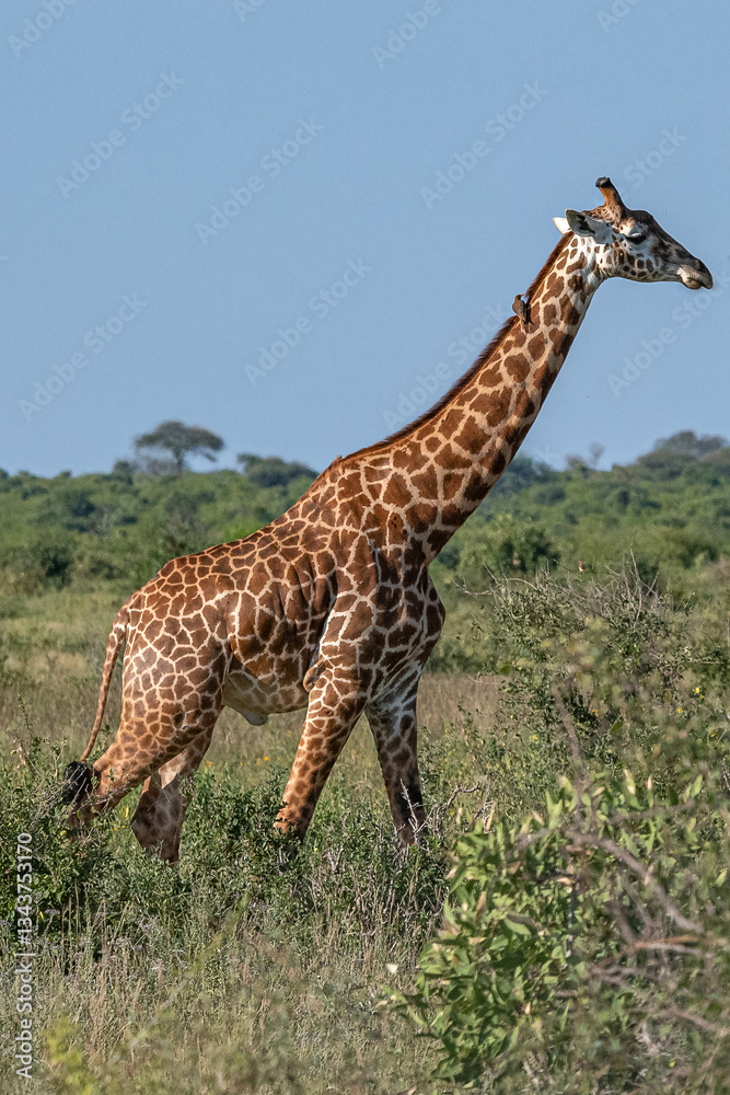 Żyrafa (camelopaurdalis) spacerująca pomiędzy krzewami na sawannie, Park Narodowy Tsavo i rezerwat wzgórz Taita, Kenia