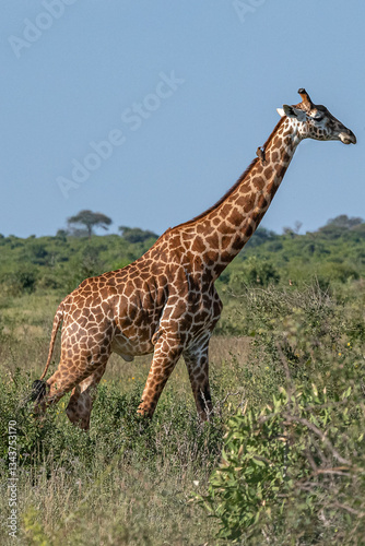 Obraz na płótnie Żyrafa (camelopaurdalis) spacerująca pomiędzy krzewami na sawannie, Park Narodowy Tsavo i rezerwat wzgórz Taita, Kenia w salonie