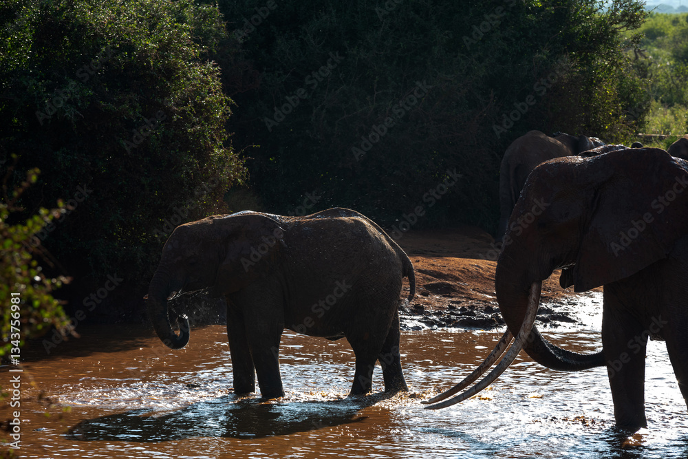 Słoń afrykański (Loxodonta africana), dorosły samiec pilnujący młodego przy wodopoju na sawannie w Park Narodowy Tsavo East, Kenia, Afryka