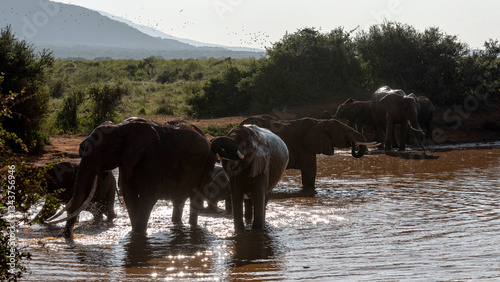 Słoń afrykański (Loxodonta africana), rodzina przy wodopoju na sawannie w Park Narodowy Tsavo East, Kenia, Afryka
