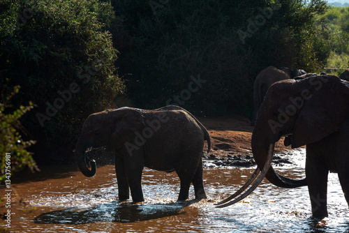 Obraz na płótnie Słoń afrykański (Loxodonta africana), dorosły samiec pilnujący młodego przy wodopoju na sawannie w Park Narodowy Tsavo East, Kenia, Afryka w salonie