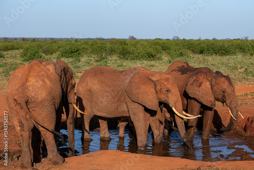 Słoń afrykański (Loxodonta africana), rodzina przy wodopoju na sawannie w Park Narodowy Tsavo East, Kenia, Afryka