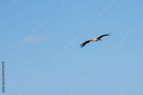 Obraz na płótnie Bocian Biały (Ciconia ciconia), lecący nad sawanną, Park Narodowy Tsavo i rezerwat wzgórz Taita, Kenia w salonie