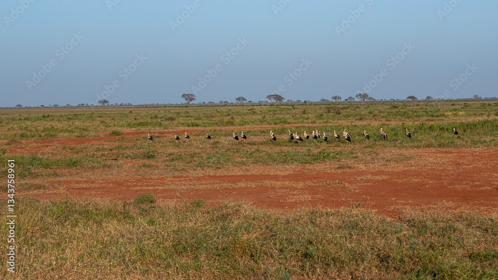 Bocian Biały (Ciconia ciconia), stado na sawannie, Park Narodowy Tsavo i rezerwat wzgórz Taita, Kenia